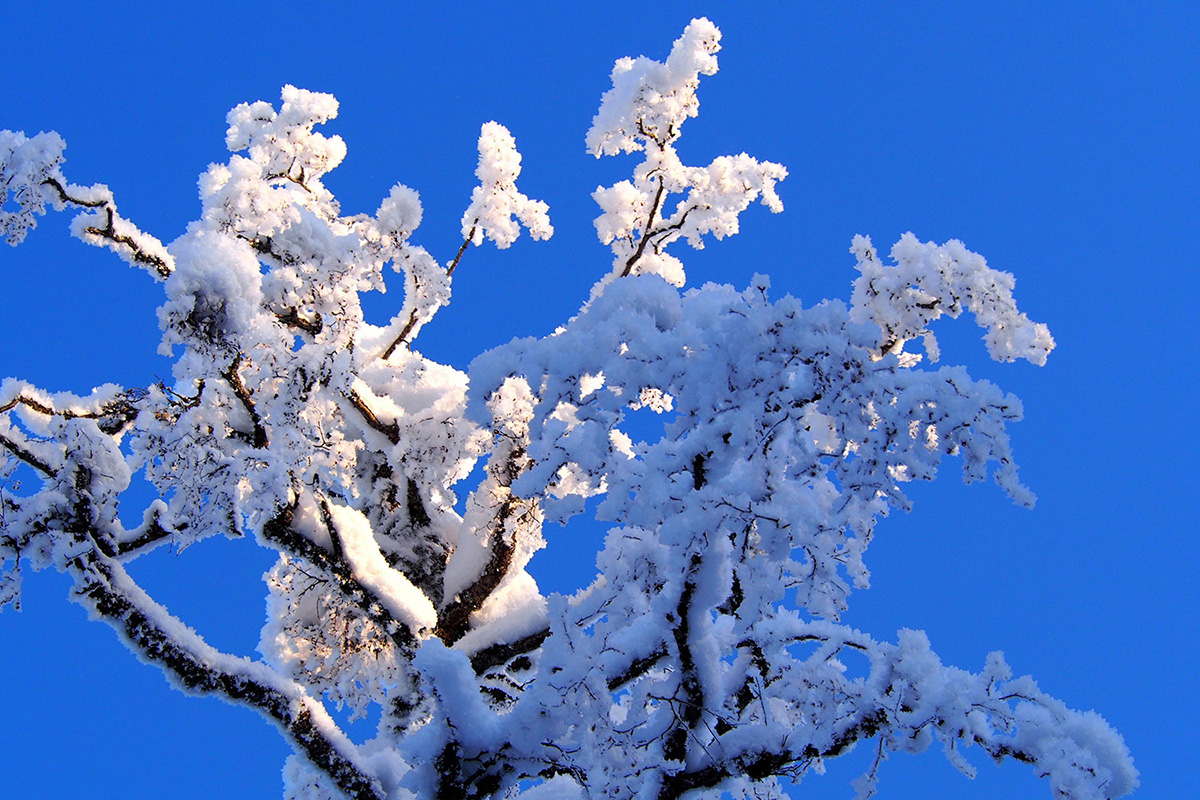 Lumiset, auringon valaisemat, puun latvat. Ne on kuvattu alaviistosta kohti sinistä taivasta.
