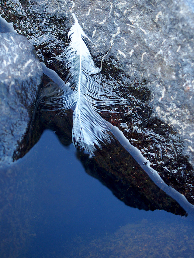 Rantakallio, josta valkoinen linnusta irronnut höyhen roikkuu kohti alapuolella olevaa tummaa vettä.